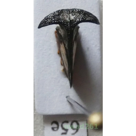 Membracidae sp. Rafinesque, 1815 Philippines65e